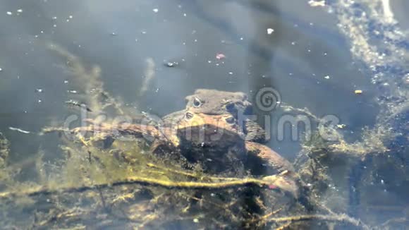青蛙在繁殖过程中视频的预览图