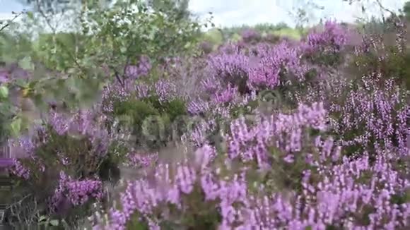 苏格兰盛开的石楠场高清镜头视频的预览图