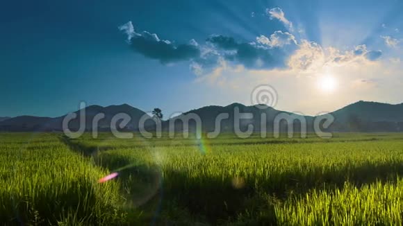 农村的稻田和阳光视频的预览图