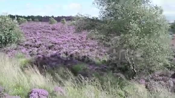 苏格兰盛开的石楠场高清镜头视频的预览图