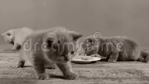 小猫吃盘子里的肉视频的预览图
