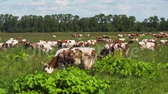 奶牛在牧场上放牧视频的预览图