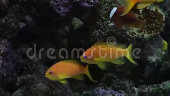 水下珊瑚礁和鱼类视频的预览图
