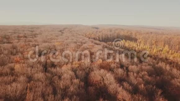 秋天的森林从一个高度视频的预览图