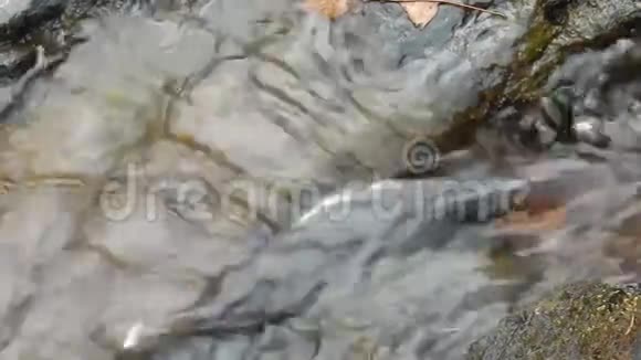 坚硬的岩石脊创造了马什叉瀑布营地溪州公园和森林的急流视频的预览图