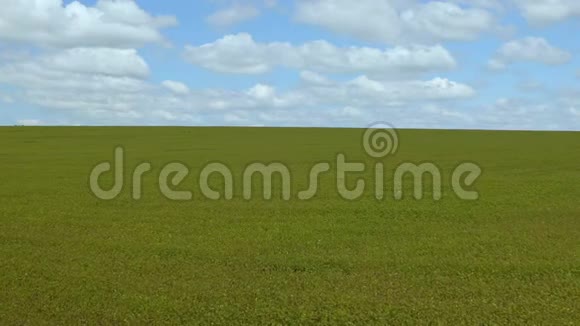 春季麦田成熟的空中拍摄农业景观美丽的景色视频的预览图