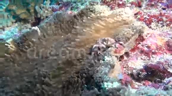 蟹在海葵中蒙面在干净的海底海底寻找食物视频的预览图