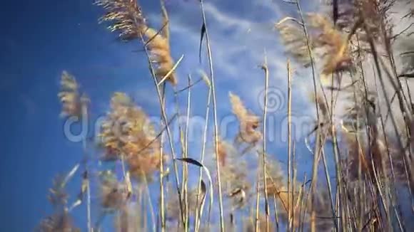 阳光明媚的秋日干枯的芦苇草视频的预览图
