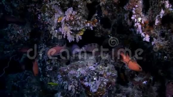 在马尔代夫惊人的海底背景下水下的不寻常的鱼视频的预览图