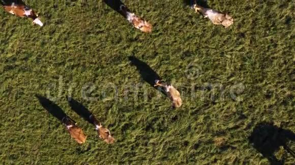 牧群在山地牧场放牧空中镜头视频的预览图