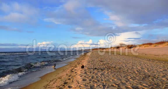 波罗的海海滩美丽的鸭子4k视频的预览图