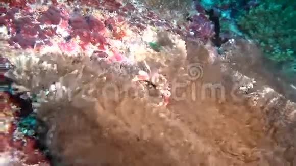 蟹在海葵中蒙面在干净的海底海底寻找食物视频的预览图