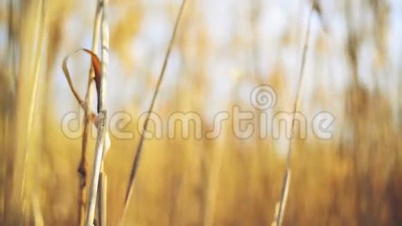 阳光明媚的秋日干枯的芦苇草视频的预览图