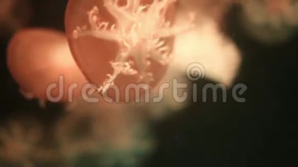 黑色虚空中的红色巨水母视频的预览图