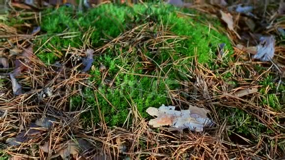 夏天森林里的苔藓视频的预览图