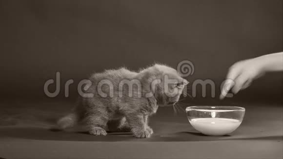 小猫从碗里喝牛奶视频的预览图