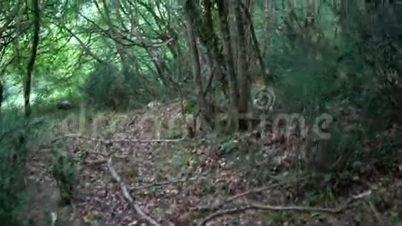 森林里的小径视频的预览图