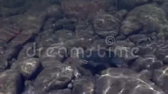 在Temnik山河钓鱼时水下的灰鱼视频的预览图