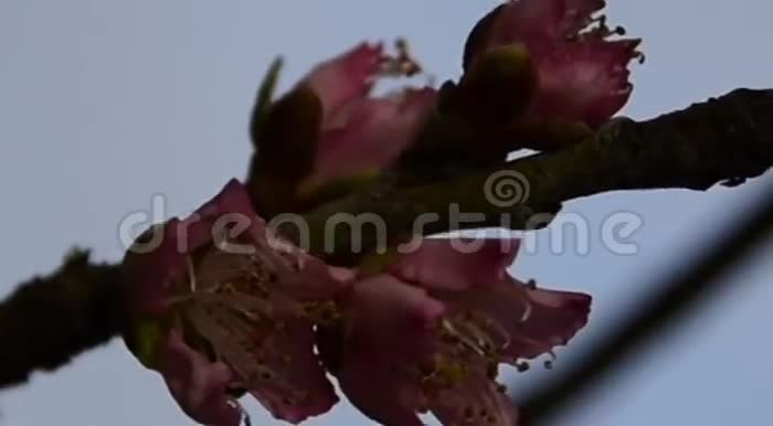 桃树春天在阳光下开花视频的预览图
