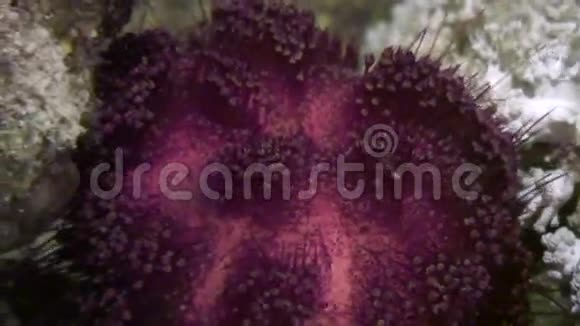 红海海底的海胆视频的预览图