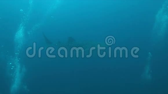 珊瑚礁上的鲸鲨4k视频的预览图
