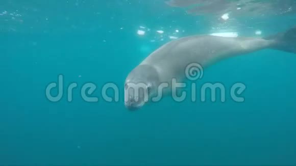 豹海豹在水下视频的预览图