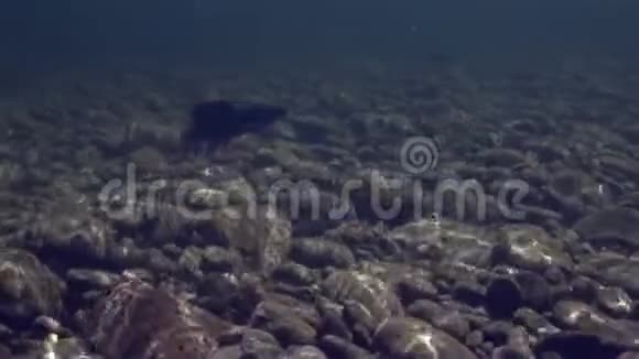 在坦尼克山河钓的灰鱼视频的预览图
