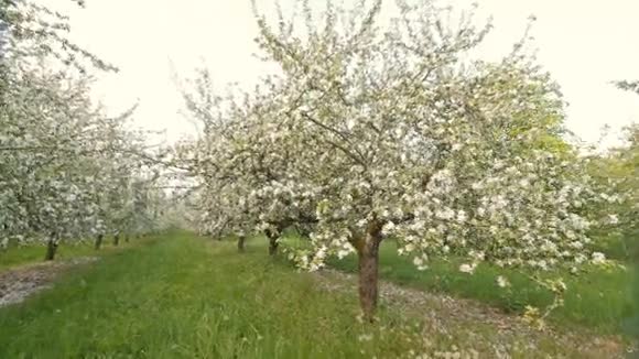 春天盛开着白花的苹果树视频的预览图