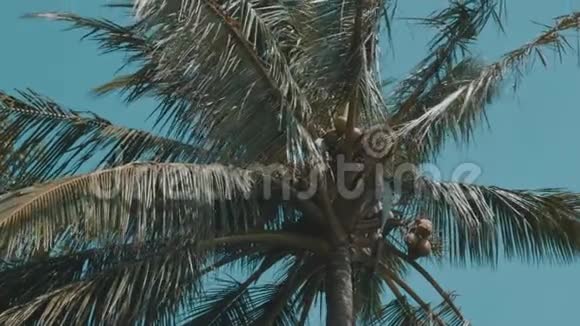 阳光明媚的棕榈树视频的预览图