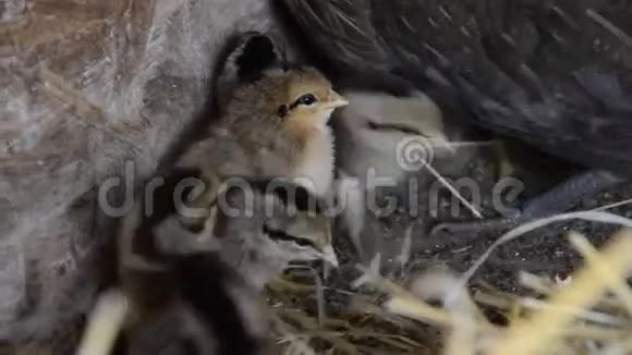 一群小可爱的小鸡在鸡舍里散步在鸡舍里和他们的母亲合拢五颜六色的几天老鸡视频的预览图