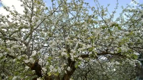 春天盛开着白花的苹果树视频的预览图
