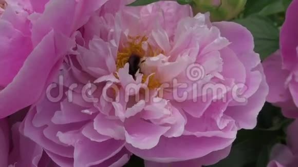 大黄蜂在牡丹花中采集花蜜视频的预览图