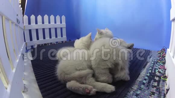 刚出生的小猫在睡觉视频的预览图