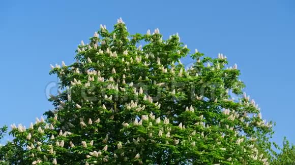 在阳光明媚的日子里一棵开着花和绿叶的栗树的树冠视频的预览图