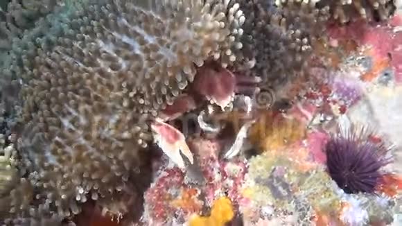 蟹在马尔代夫水下干净的清澈海底的肌中被掩盖视频的预览图