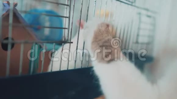 猫和老鼠在笼子里捉到一只白宠物老鼠慢动作视频猫在玩老鼠老鼠的搞笑视频视频的预览图