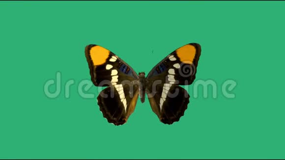 绿色背景上的特写蝴蝶视频的预览图