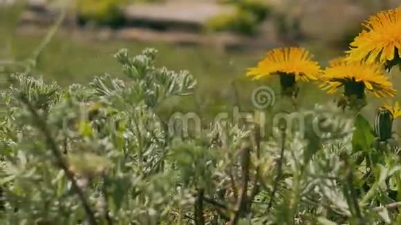 黄色蒲公英绿草视频夏日自然景观视频的预览图