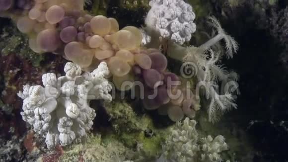 红海海底海胆海胆海底背景海洋景观视频的预览图
