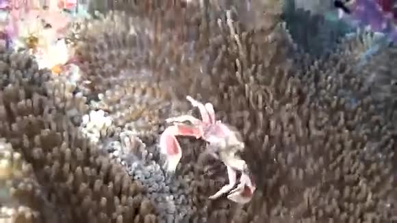 蟹在马尔代夫水下干净的清澈海底的肌中被掩盖视频的预览图