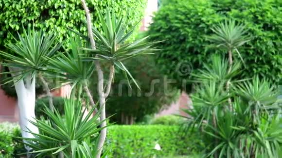 酒店建筑的一部分区域有绿棕榈植物视频的预览图