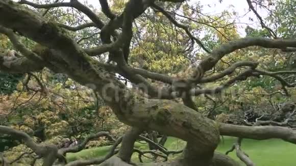 公园里的老树视频的预览图