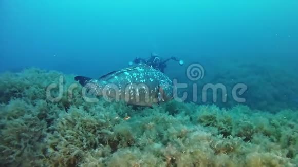 水下摄影师带着一条大的石斑鱼视频的预览图