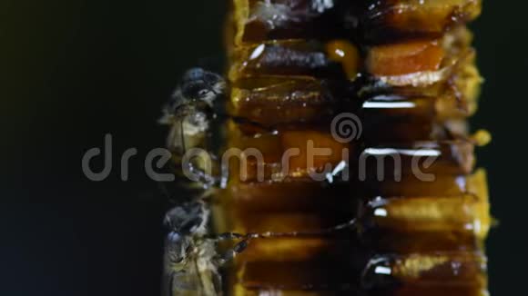 蜜蜂蜂巢上的蜜蜂视频的预览图