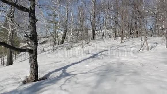 森林中的雪运动视频的预览图