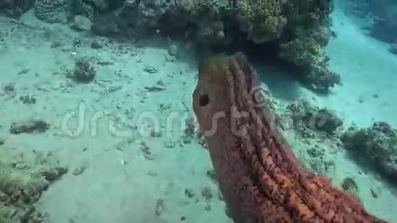 珊瑚礁上的拿破仑鱼视频的预览图