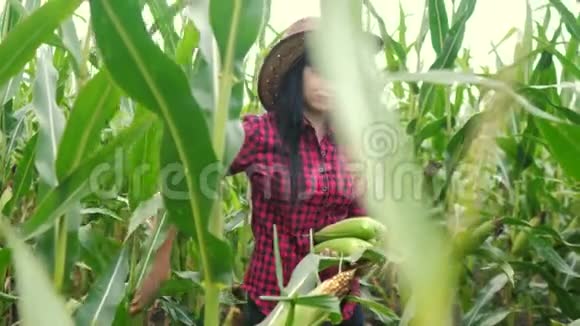 智慧生态是一种收获农业的耕作理念农民女孩植物研究员在农场收获玉米芯妇女视频的预览图