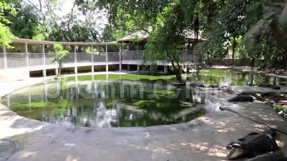 泰国芭堤雅的鳄鱼农场视频的预览图