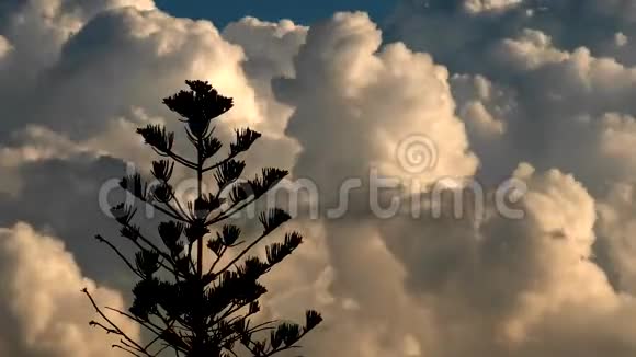 树的天空云视频的预览图