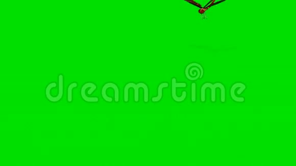 蜻蜓孤立在绿色屏幕上视频的预览图